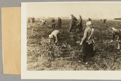 Polish women and men tilling a field (ddr-njpa-13-1068)