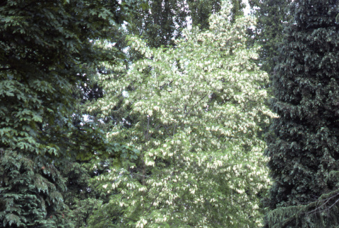 Trees in the Garden (ddr-densho-354-1345)