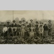 Strawberry farm workers (ddr-densho-182-172)