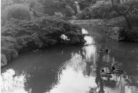 Ducks in pond with Mountainside waterfall in background (ddr-densho-354-1497)