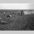 Women harvesting potatoes (ddr-fom-1-47)