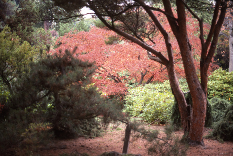 Tanyosho Pine and Japanese Maple (ddr-densho-354-1149)