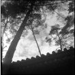 Photo looking up toward roof edge and trees (ddr-densho-426-295)