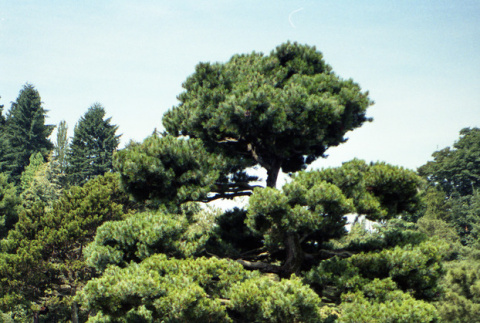 Pine (ddr-densho-354-1536)
