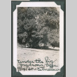 Photo of a large madrona tree (ddr-densho-483-903)