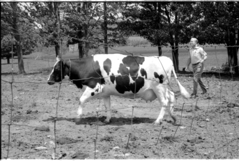 Robert H. Foote with cow (ddr-densho-1007-1246)