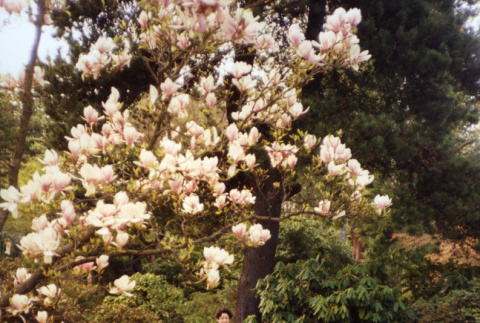 Kubota under a tulip tree in the Garden (ddr-densho-354-419)