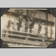 Flowers and trees (ddr-densho-432-119)