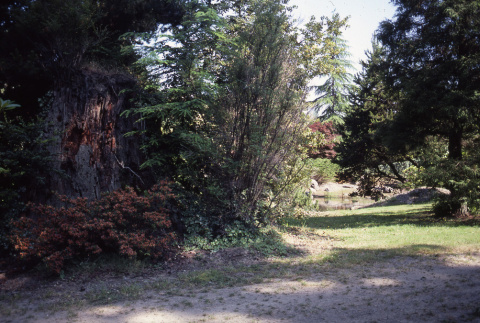 Old stump near Heart Bridge (ddr-densho-354-1238)