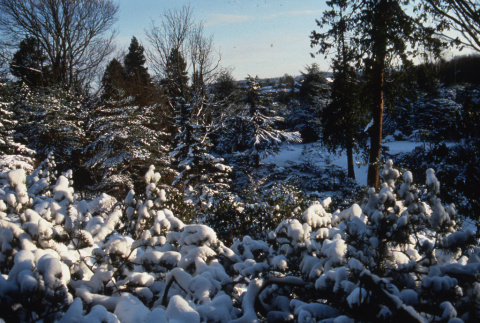 Garden in the snow (ddr-densho-354-927)