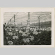 Flowers in a greenhouse (ddr-densho-37-1194)