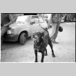 Dog and car (ddr-densho-1007-1267)