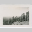 View of evergreen trees (ddr-densho-338-207)
