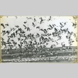 Large flock of birds (ddr-manz-4-181)