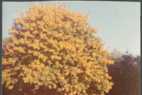 Tree with yellow leaves (ddr-densho-523-615)