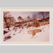 Snowy hillside (ddr-densho-377-1734)