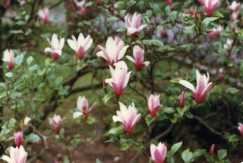 Magnolia (ddr-densho-354-530)