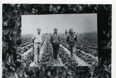 [Farmers in an agricultural field] (ddr-csujad-29-235)