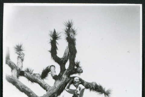 Photograph of a woman posing in front of a Joshua tree at Manzanar (ddr-csujad-47-176)