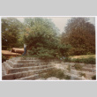 Pruning tree (ddr-densho-377-1977)