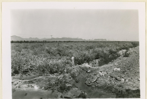 Cauliflower seed patch (ddr-densho-37-1395)