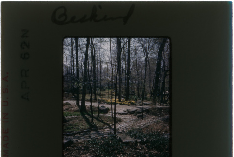 Path among trees at the Beskind project (ddr-densho-377-386)
