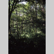 Alder woods (ddr-densho-354-1098)