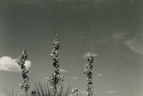 Nature photo from Amache (ddr-densho-159-22)