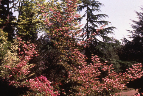 Bushes in bloom (ddr-densho-354-914)