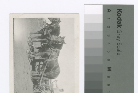 Man driving a team of horses (ddr-densho-255-93)