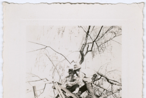 Two men binding a tree (ddr-densho-329-818)