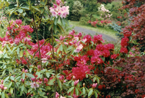Rhododendrons on mountainside, looking downhill (ddr-densho-354-521)