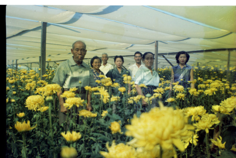 [Okines' relatives, chrysanthemum flowers] (ddr-csujad-5-48)