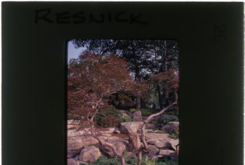 Japanese garden at the Resnick project (ddr-densho-377-1159)