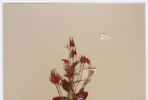 Photo front and back (ddr-densho-534-14-mezzanine-4ad3a19bd9)