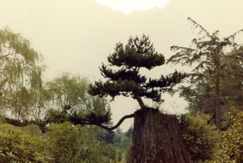 Pine and stump (ddr-densho-354-562)