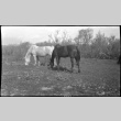 Two horses grazing in a field (ddr-densho-480-36)