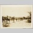 Photos of pack camels carrying equipment, and Italian soldiers driving tanks (ddr-njpa-13-671)