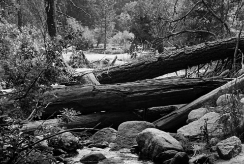 Logs across a creek (ddr-densho-336-427)
