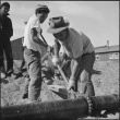 Japanese Americans working on camp water mains (ddr-densho-37-556)