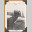 Dog beside a picket fence (ddr-densho-542-218)