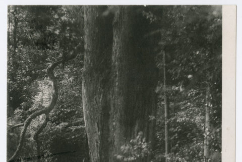 Blank Postcard of Tree (ddr-ohs-1-142)