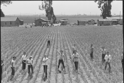 Labor replacements working in fields (ddr-densho-151-140)