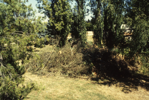 Poplars and brush pile, at site of picnic tables (ddr-densho-354-2007)