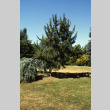 Lawn in stroll garden area, golden yew to right (ddr-densho-354-1970)