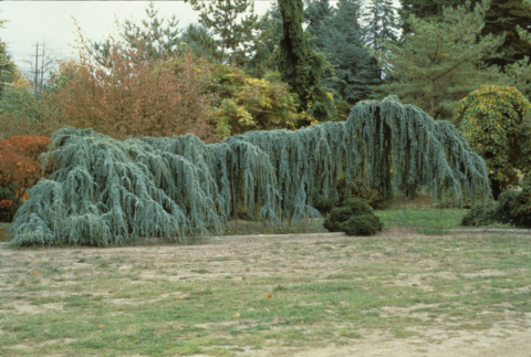 Meeting Lawn, Blue Atlas Cedar (ddr-densho-354-2637)