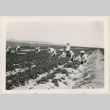 Workers harvest strawberries (ddr-densho-37-1399)