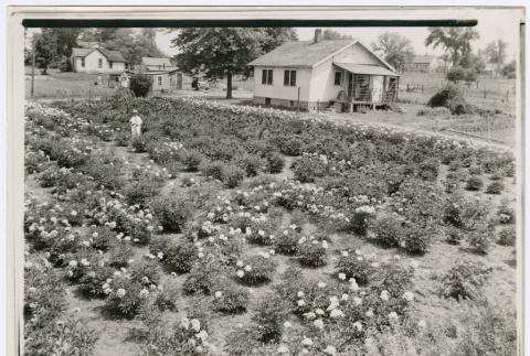 Flower field (ddr-densho-378-1133)