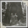 Two women in a hollowed out tree trunk in Muir Woods (ddr-densho-300-303)