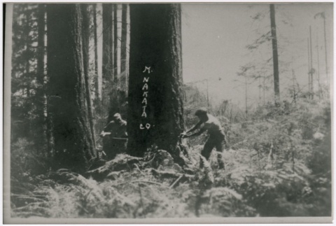 Two men cutting down a tree (ddr-densho-353-153)
